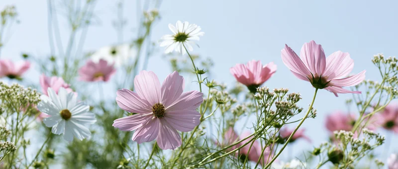 Pink and white cosmos flowers blooming in a meadow under a clear blue sky