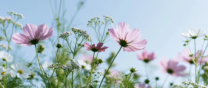 Pale pink cosmos and white daisies blooming in a meadow under a clear blue sky