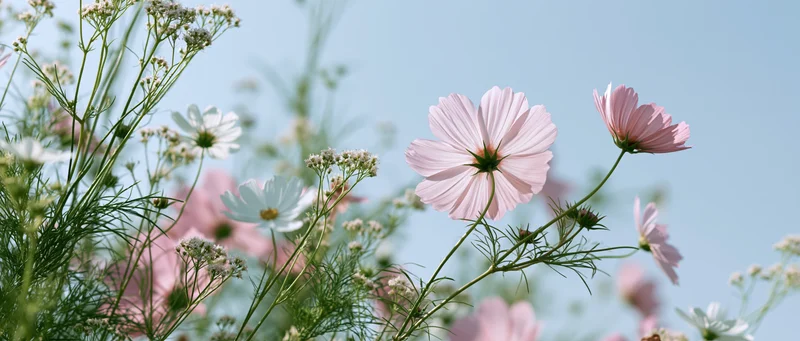Pale pink cosmos and white daisies blooming in a wild meadow under a clear blue sky