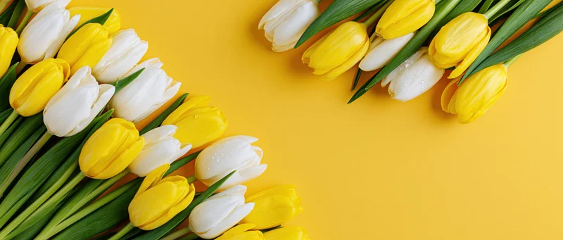 Yellow and white tulips arranged in two diagonal clusters on a yellow background with copyspace