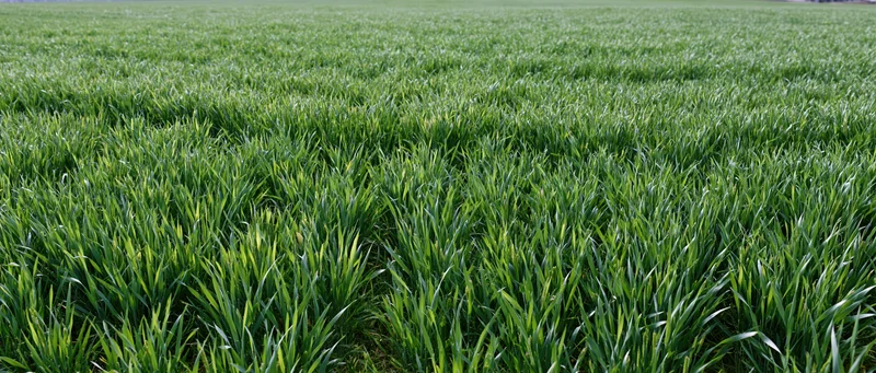 Young wheat crop growing in rows across an open agricultural field