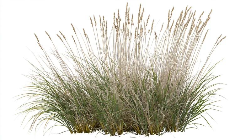 Clump of wild meadow grass with tall seed-head stalks rising from green blades against white background