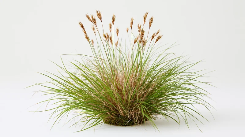 Compact clump of ornamental grass with slender blades and brown seedheads on white background