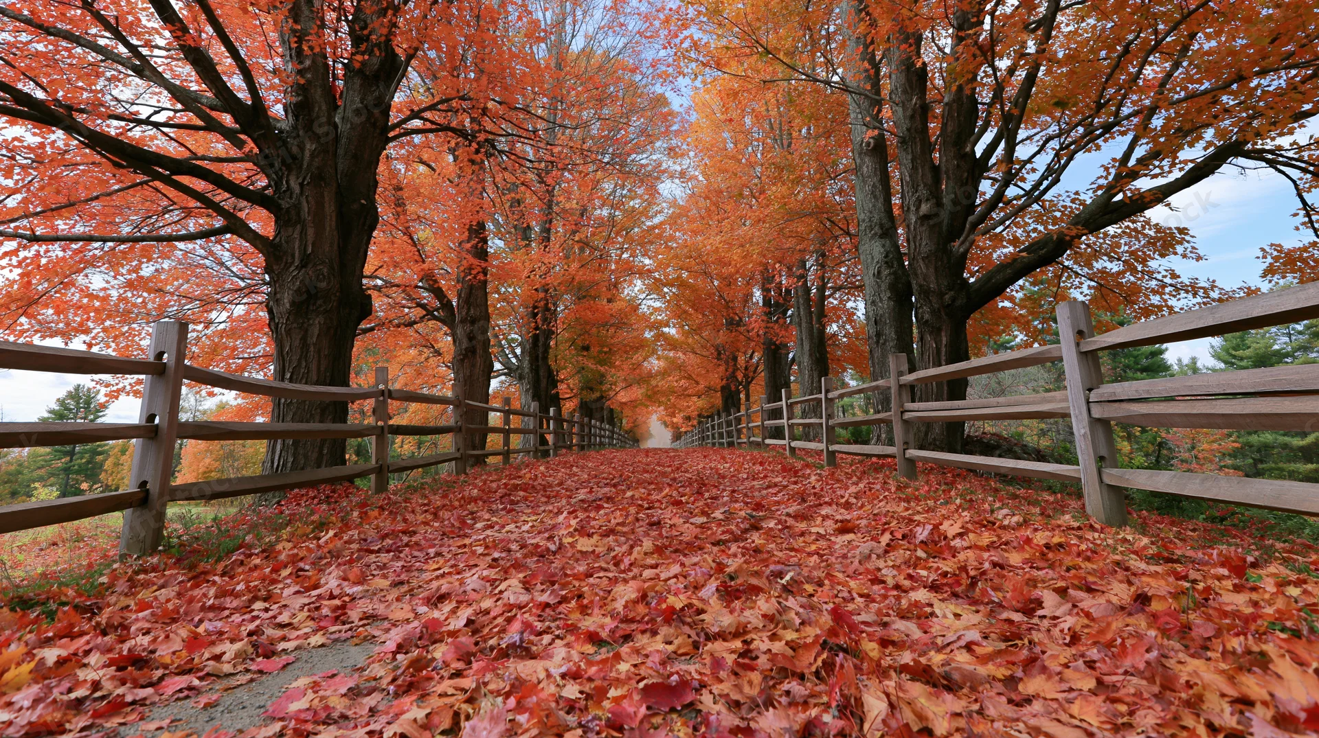 Autumn maple trees lining a country lane covered in fallen leaves with wooden fences on both sides