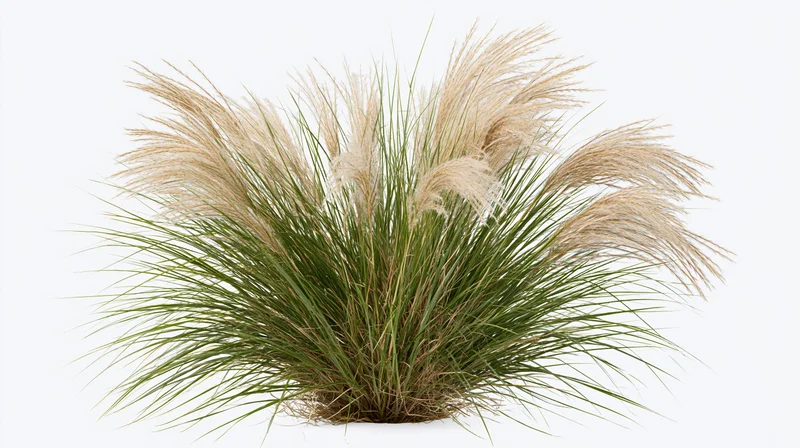 Dense clump of ornamental fountain grass with feathery pale beige plumes against white background