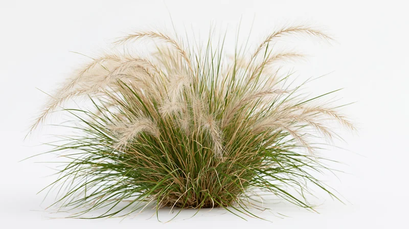 Dense clump of ornamental fountain grass with feathery pale seedheads on white background