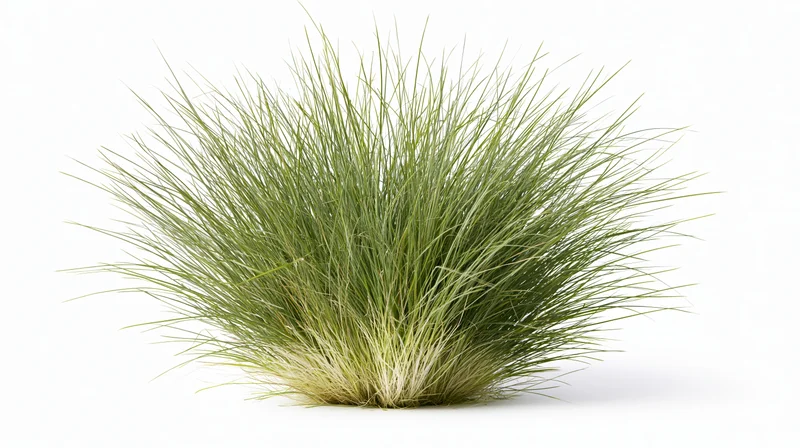 Dense clump of tall ornamental grass with thin wispy blades isolated on white background