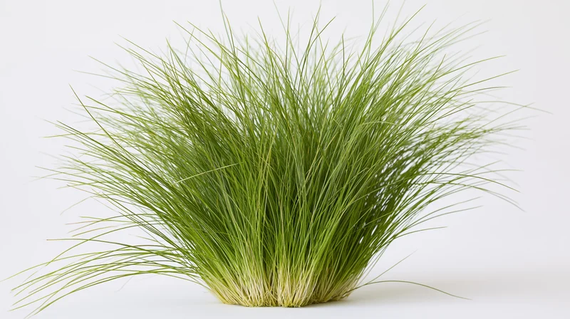 Dense clump of tall ornamental grass with thin wispy blades on white background