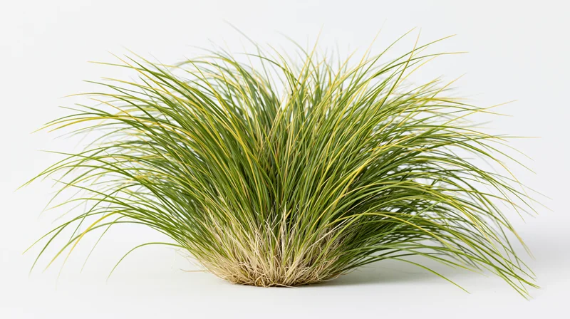 Dense clump of ornamental grass with long arching blades on white background