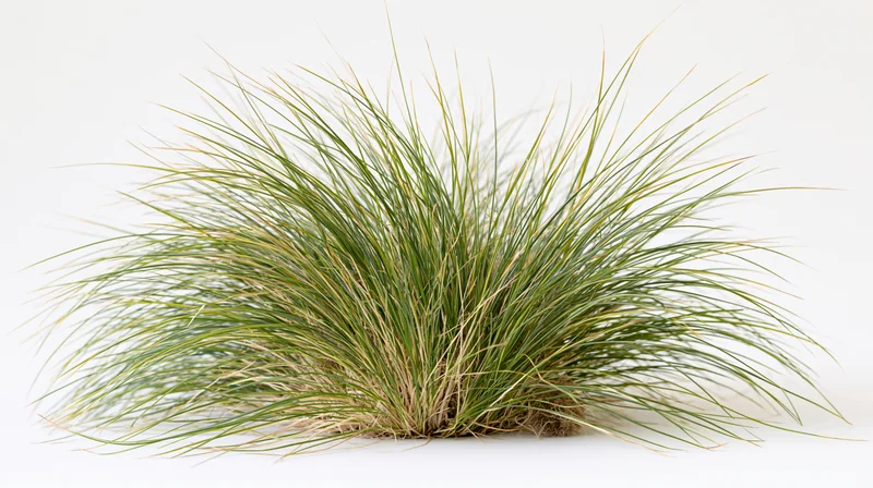 Dense clump of ornamental grass with long arching blades on white background