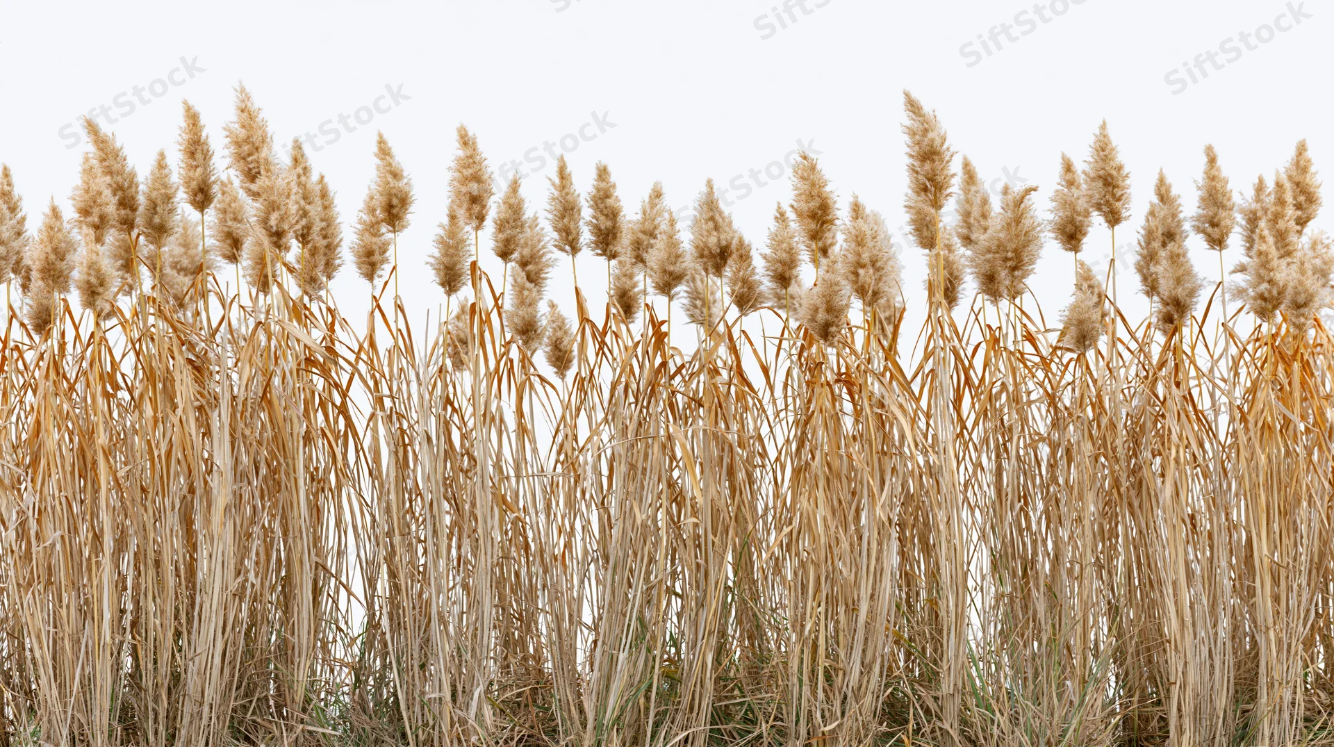 Tall dry golden reeds and grasses in a dense row against a white background
