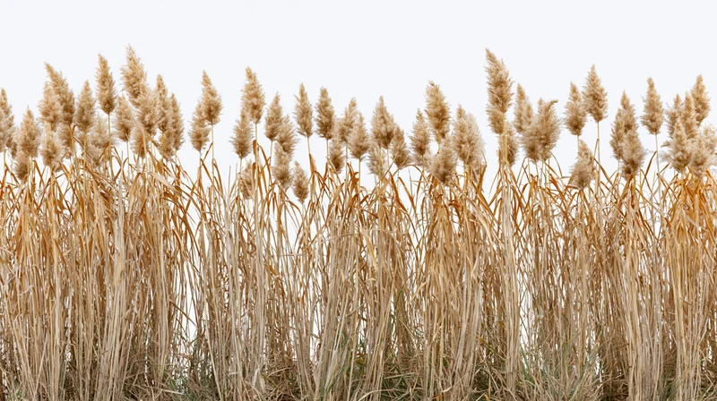 Tall dry golden reeds and grasses in a dense row against a white background