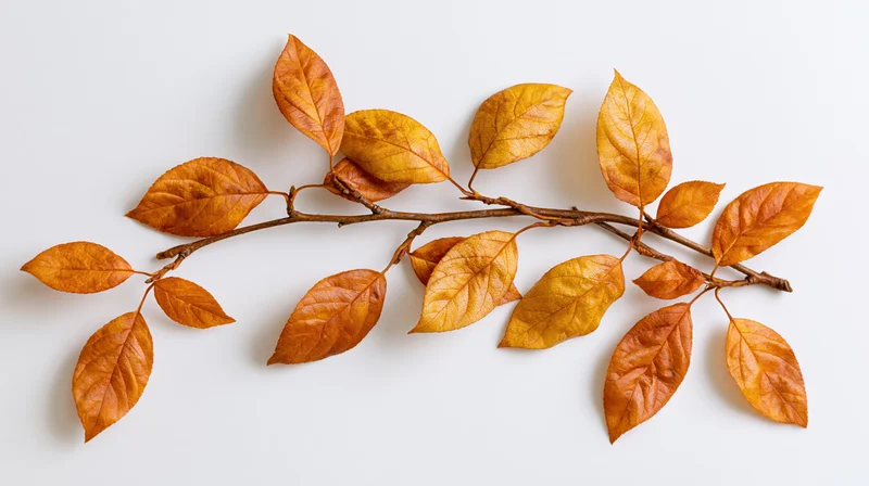 Dried autumn branch with orange and brown leaves arranged on white background