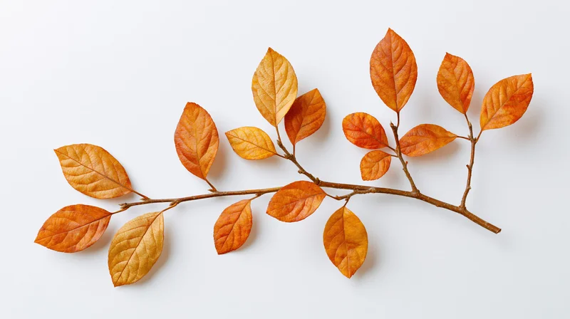 Dried autumn branch with orange leaves on white background