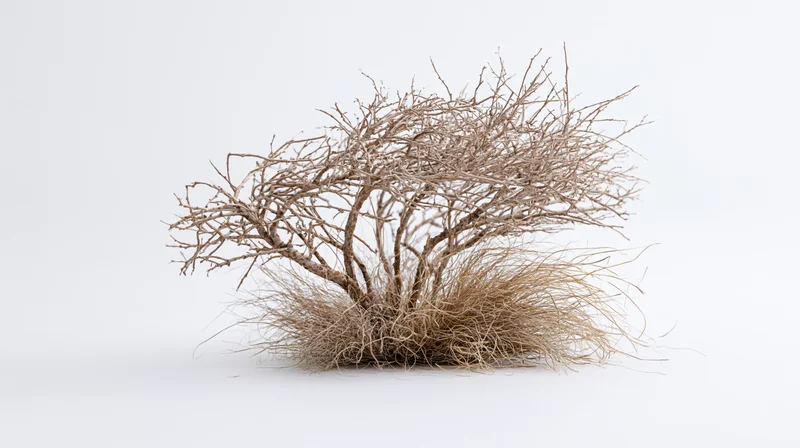Dry desert shrub with tangled bare branches and sparse dead foliage on white background