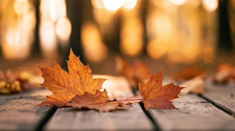 Maple leaves resting on a weathered wooden deck in autumn with warm bokeh lights in the background