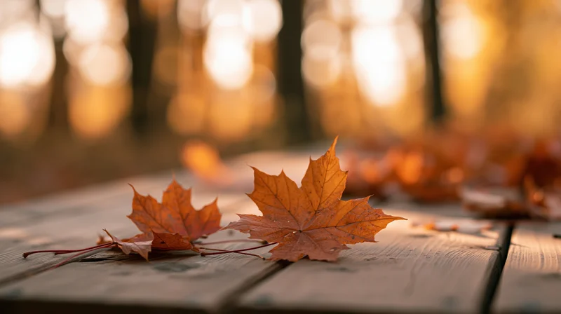 Maple leaves resting on a weathered wooden table in a sunlit forest during autumn