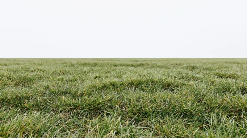 Low-angle view of a flat grass field stretching to the horizon under a white sky