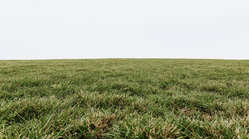 Wide open grass field stretching to the horizon under overcast sky