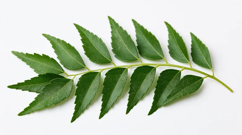 Fresh curry leaf branch with paired serrated green leaves on white background