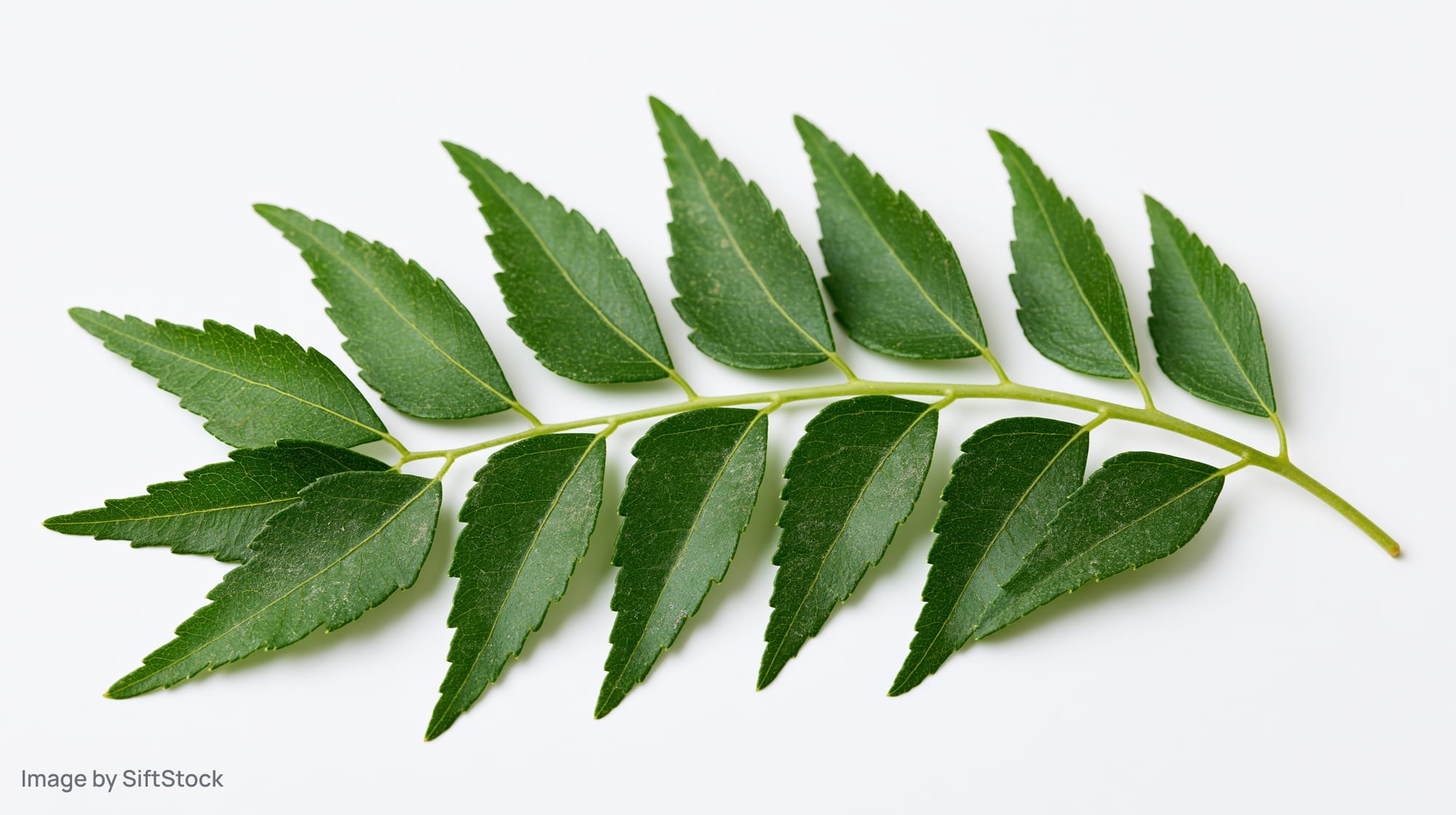 Fresh curry leaf branch with paired serrated green leaves on white background