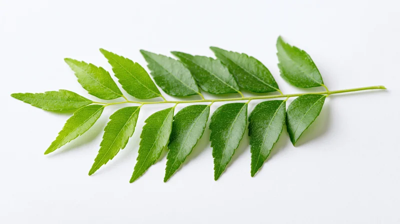 Fresh curry leaf branch with paired small serrated green leaves on white background
