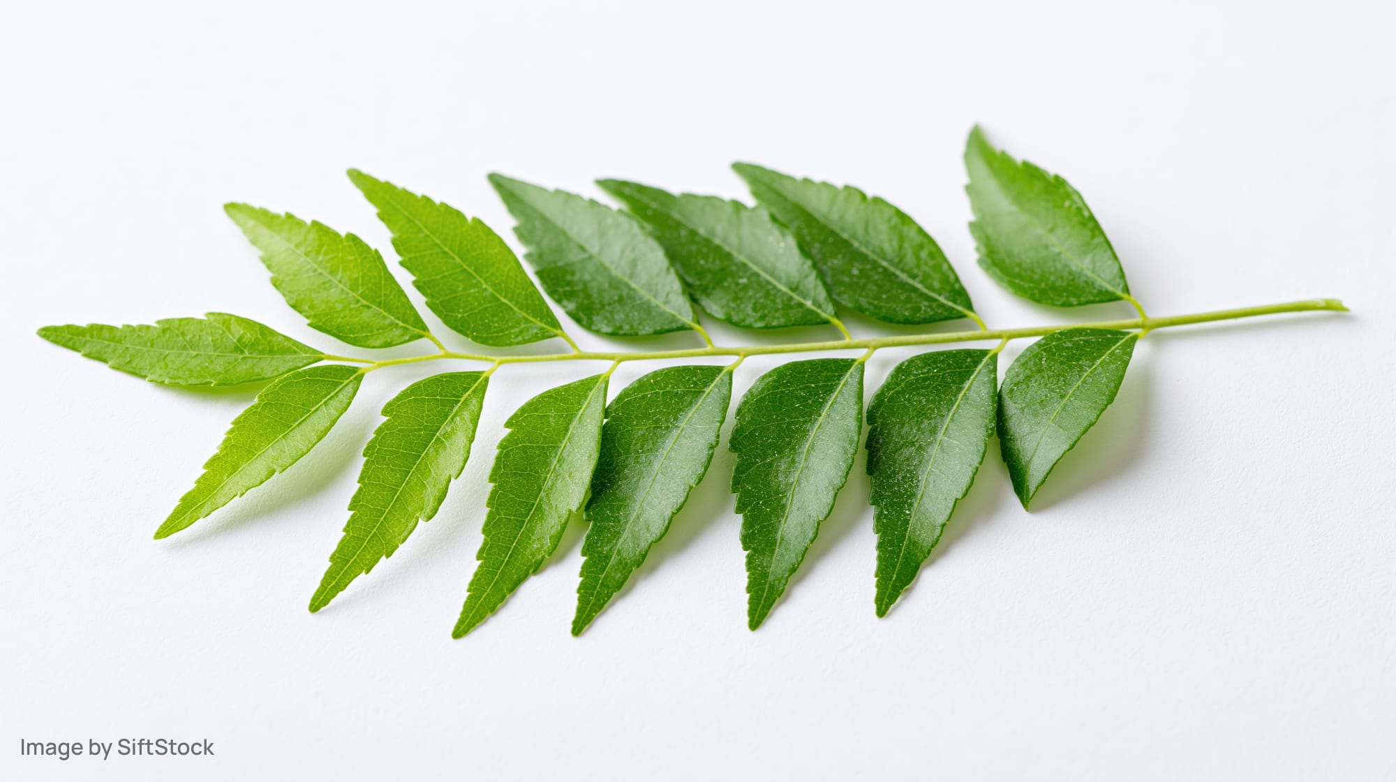 Fresh curry leaf branch with paired small serrated green leaves on white background
