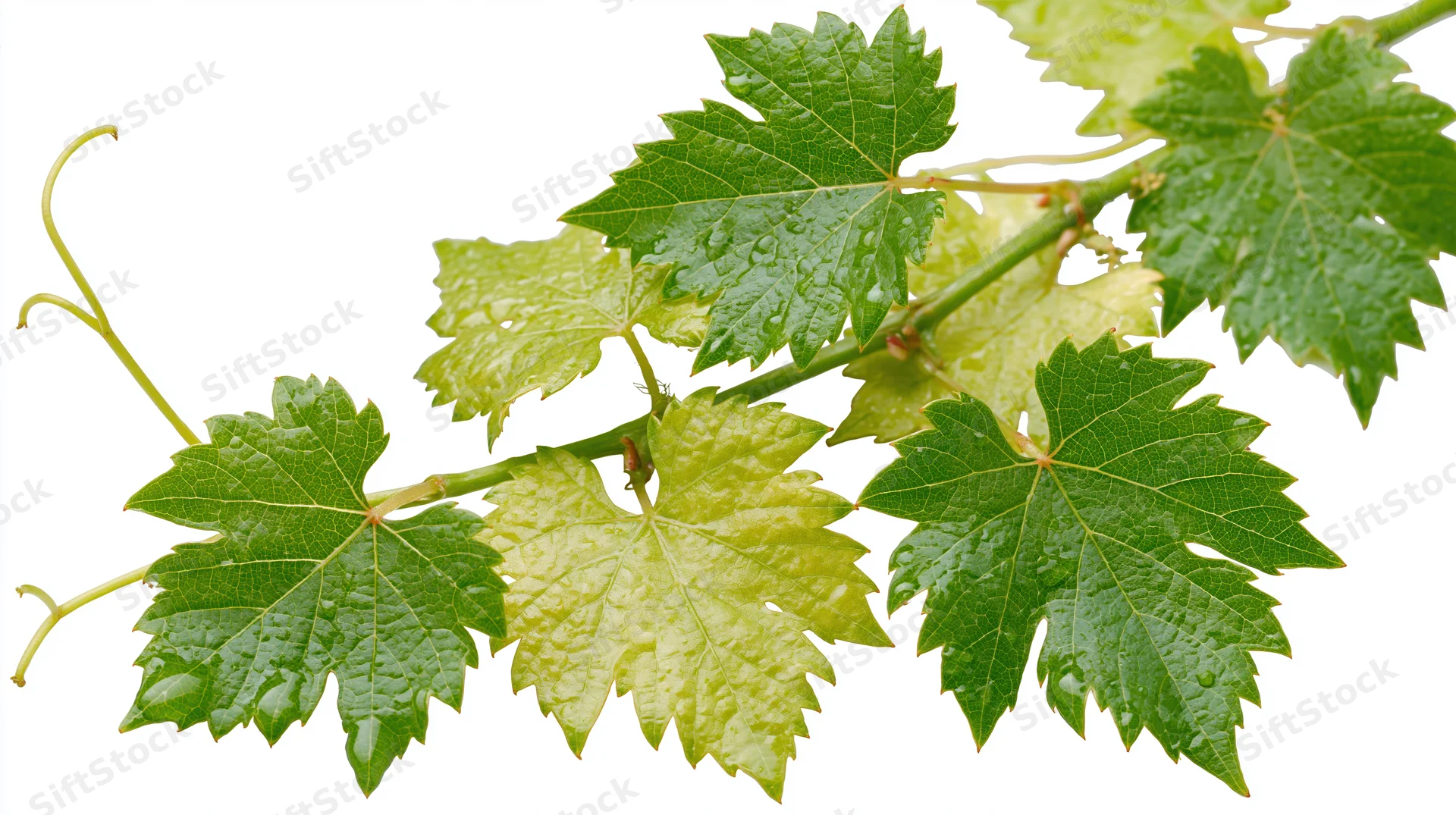 Grapevine cutting with lobed green leaves and tendrils isolated on white background