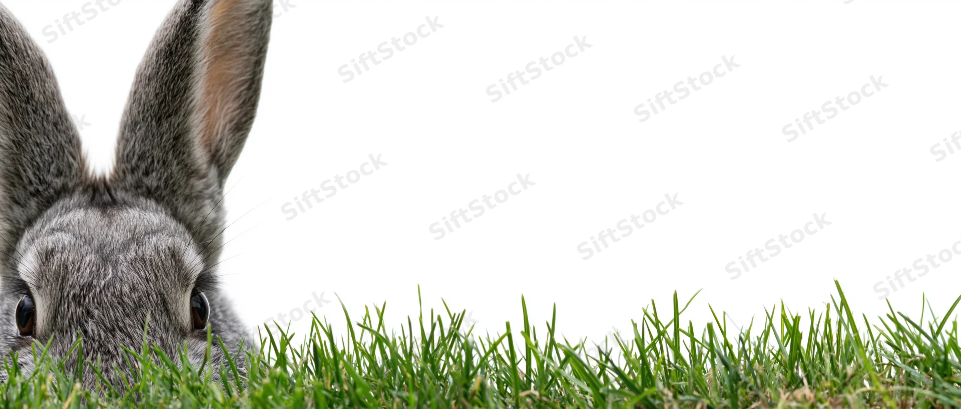 Gray rabbit peeking from grass with ears upright on white background
