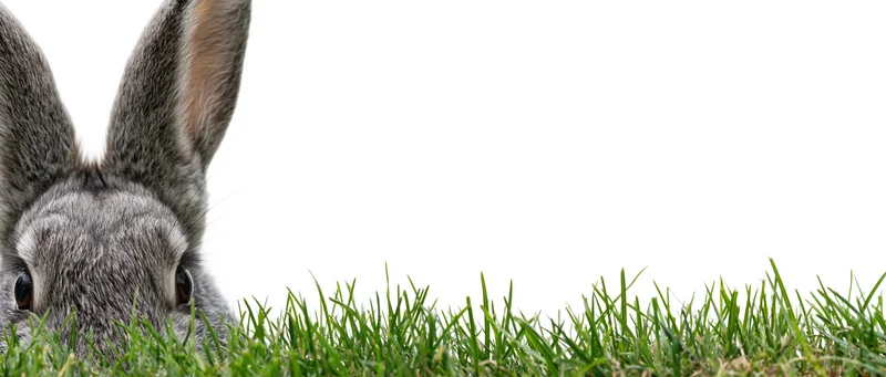 Gray rabbit peeking from grass with ears upright on white background