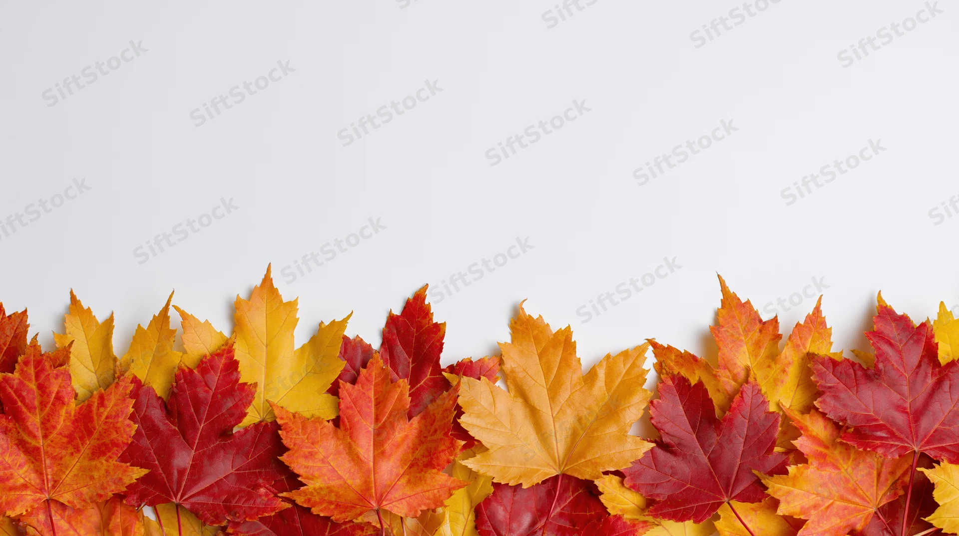 Horizontal row of autumn maple leaves arranged along the bottom edge against a white background with copyspace above
