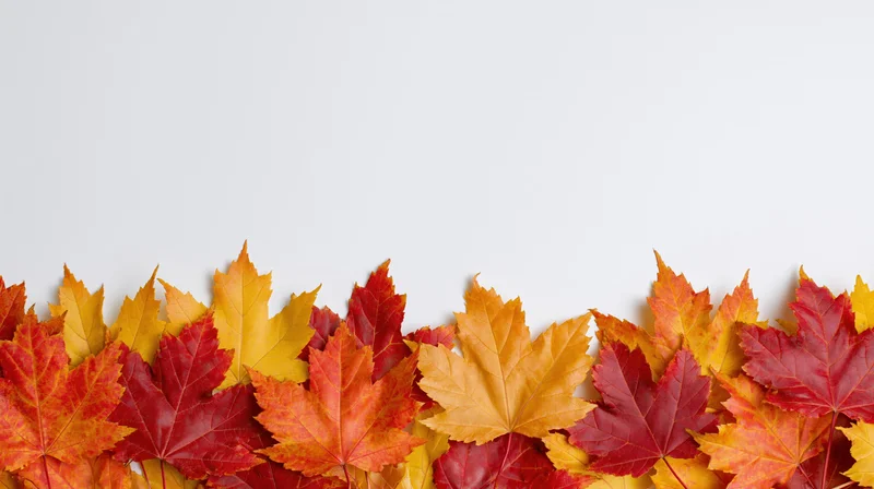 Horizontal row of autumn maple leaves arranged along the bottom edge against a white background with copyspace above