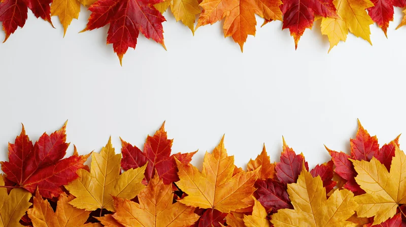 Autumn maple leaves arranged in horizontal borders at top and bottom of white surface
