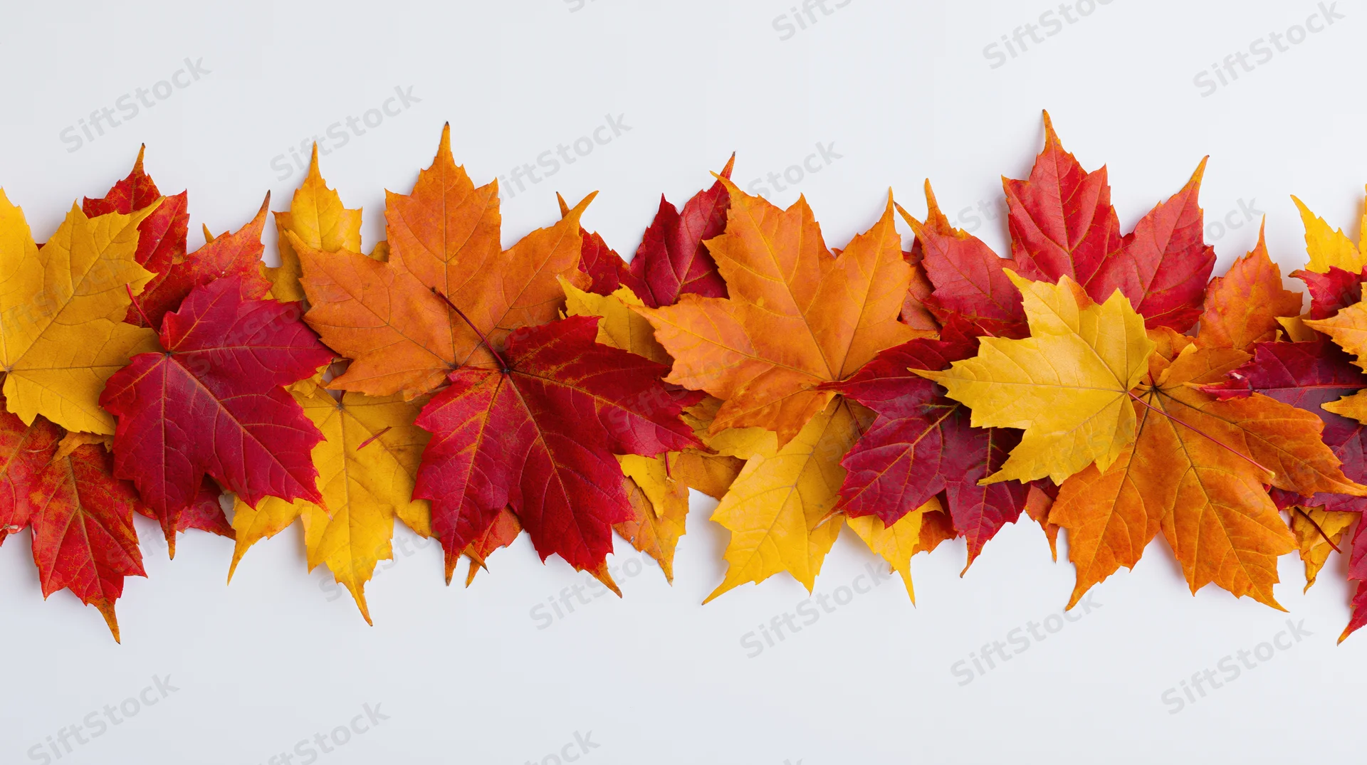 Horizontal row of colorful autumn maple leaves arranged as a border on white background