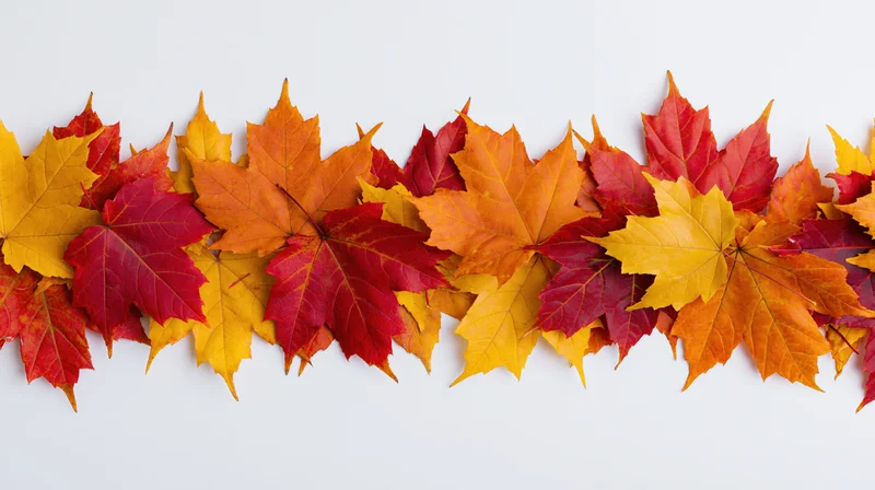 Horizontal row of colorful autumn maple leaves arranged as a border on white background