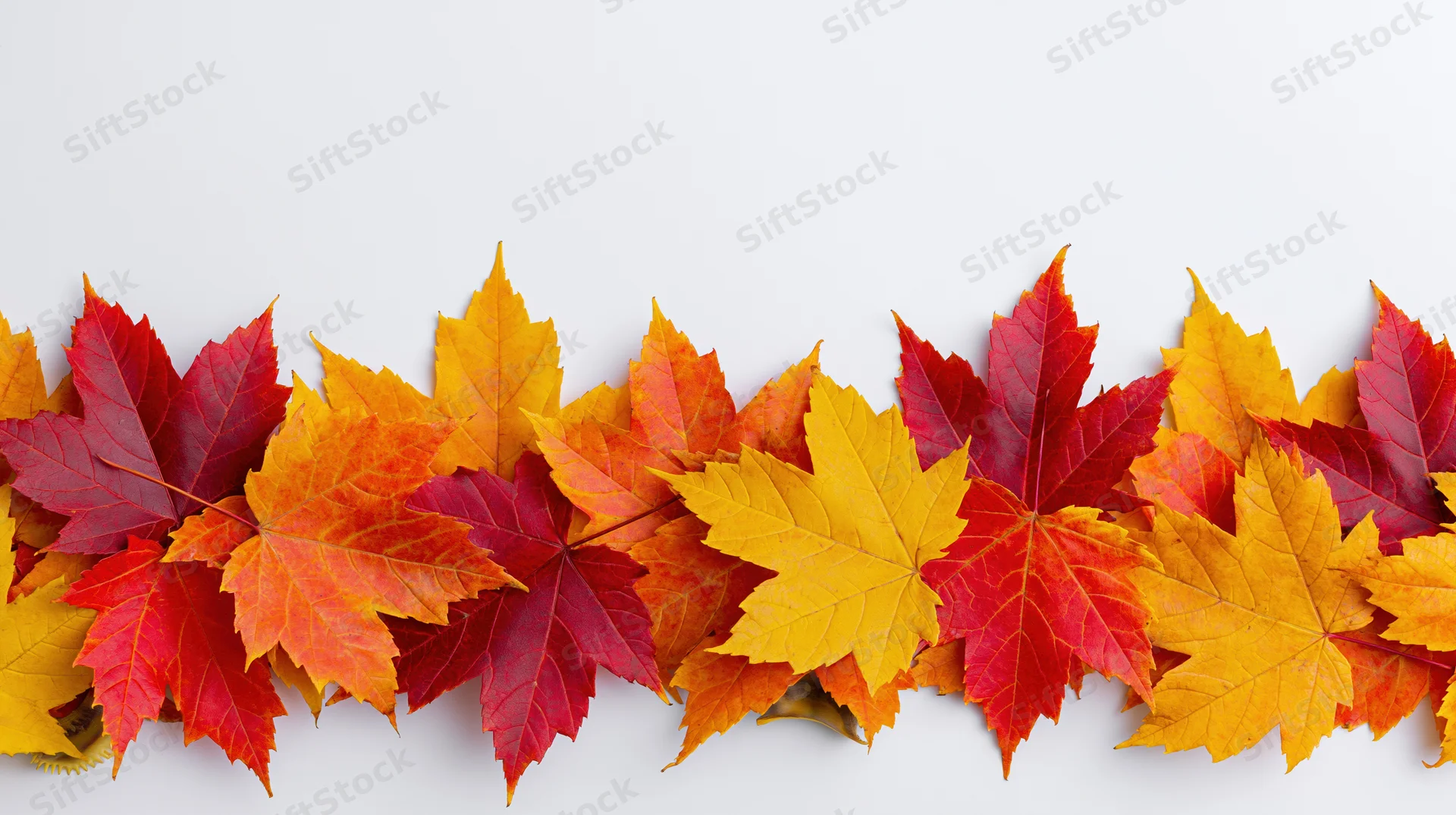 Horizontal row of colorful autumn maple leaves arranged as a border on white background