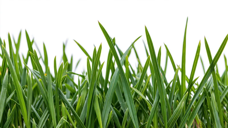 Horizontal strip of fresh green grass blades growing along the bottom edge against a white background