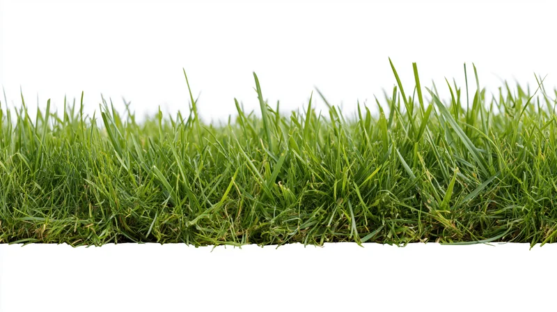 Horizontal strip of fresh green grass isolated on white background