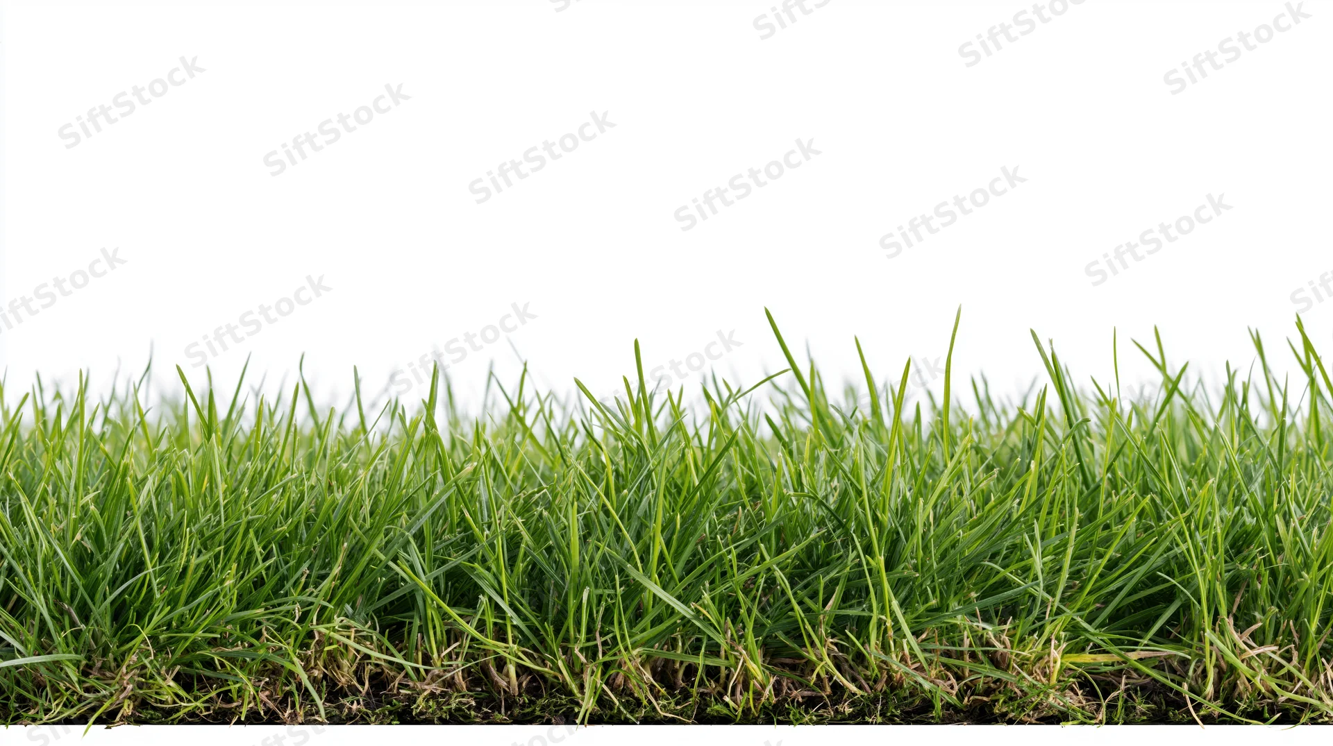 Horizontal strip of fresh green grass filling the lower third of the frame against a white background