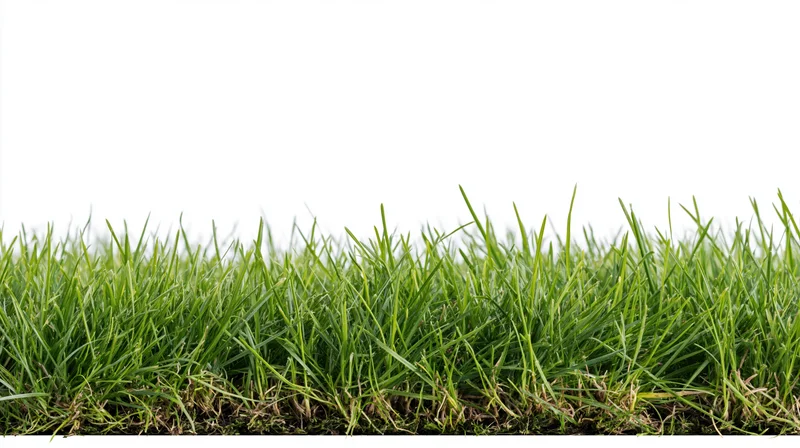 Horizontal strip of fresh green grass filling the lower third of the frame against a white background
