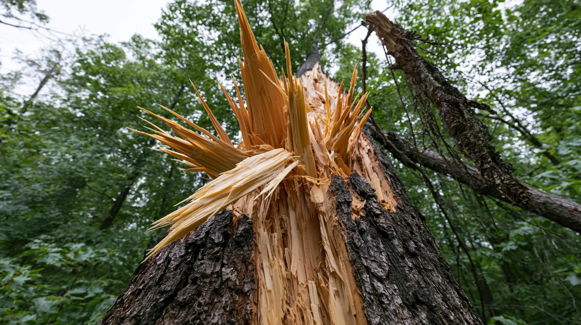 Shattered hardwood tree trunk split by lightning in a forest setting