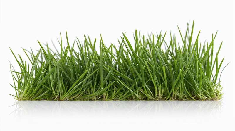 A low dense clump of fresh green grass blades growing in a horizontal row on a white reflective surface