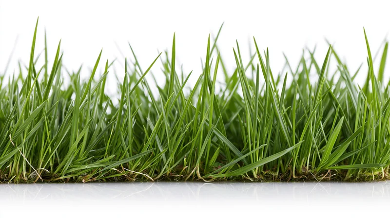 Closeup of fresh green grass blades growing in a dense clump on white background