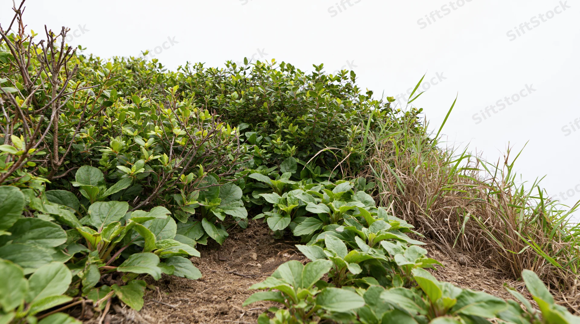 Low hillside edge with wild shrubs and broadleaf plants growing on soil under overcast sky
