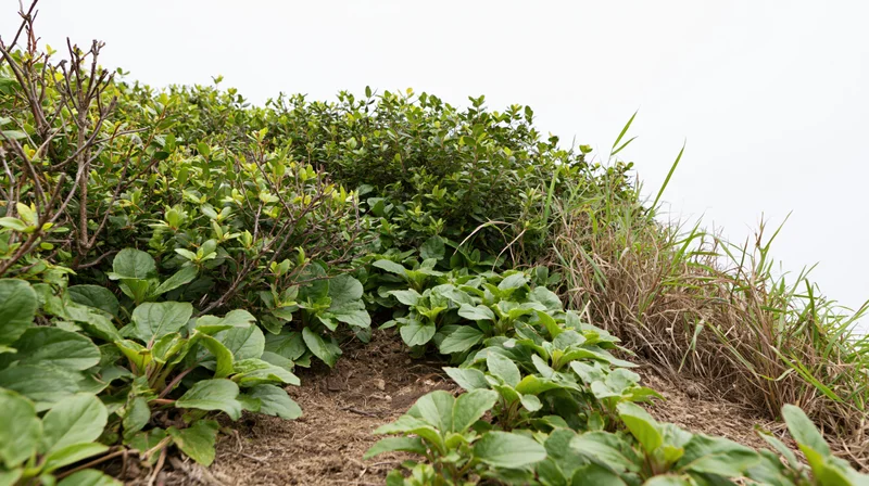 Low hillside edge with wild shrubs and broadleaf plants growing on soil under overcast sky