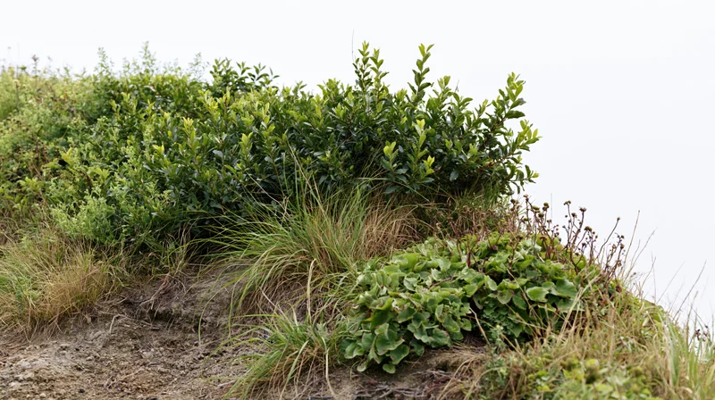 Low grassy hillside edge with wild shrubs and broadleaf plants growing on exposed soil
