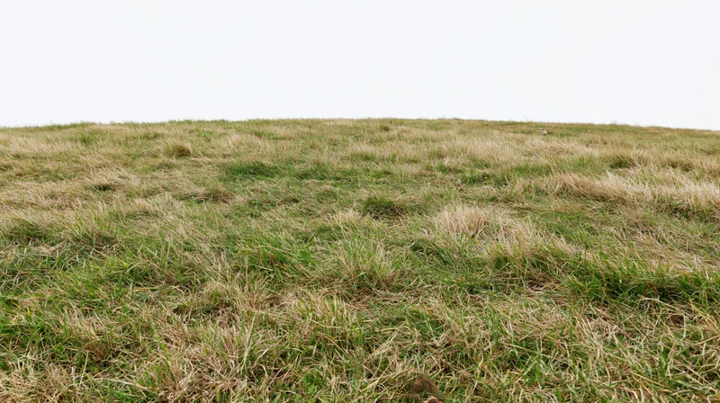 Low wide-angle ground-level view of a grassy field with green and brown patches under an overcast sky