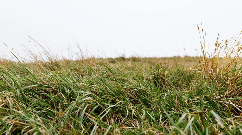 Low-angle view of grassy field under overcast sky