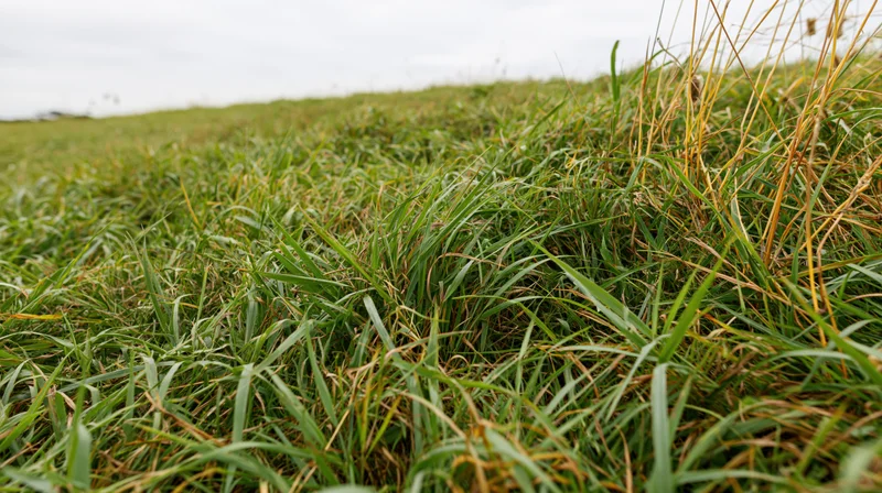 Low-angle view of green grass in an open field under overcast sky