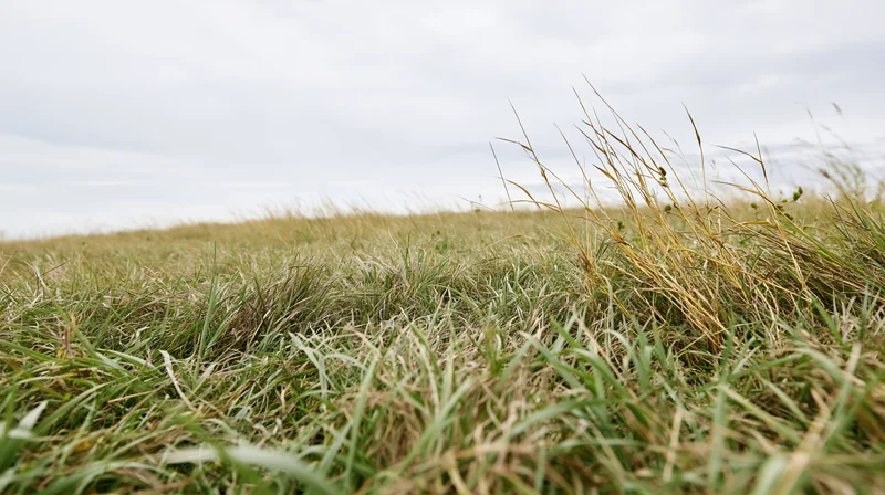 Low-angle view of grass blades blowing in wind across open field under cloudy sky
